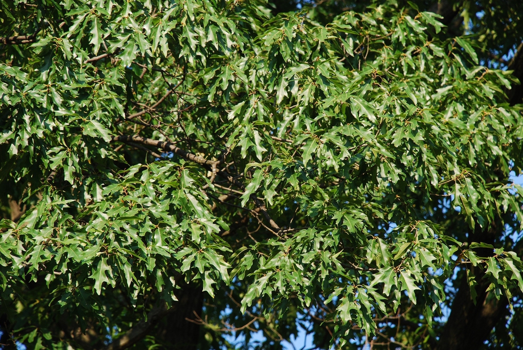 Crown (Kingsessing, Philadelphia, PA)-Early Fall