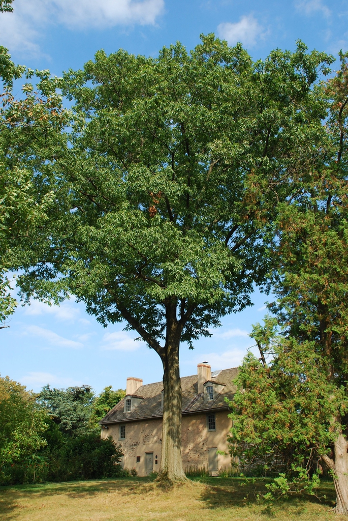 Form of the tree (Kingsessing, Philadelphia, PA)-Early Fall