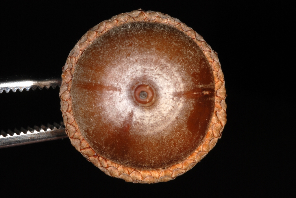 Acorn cap (Kingsessing, Philadelphia, PA)-Early Fall