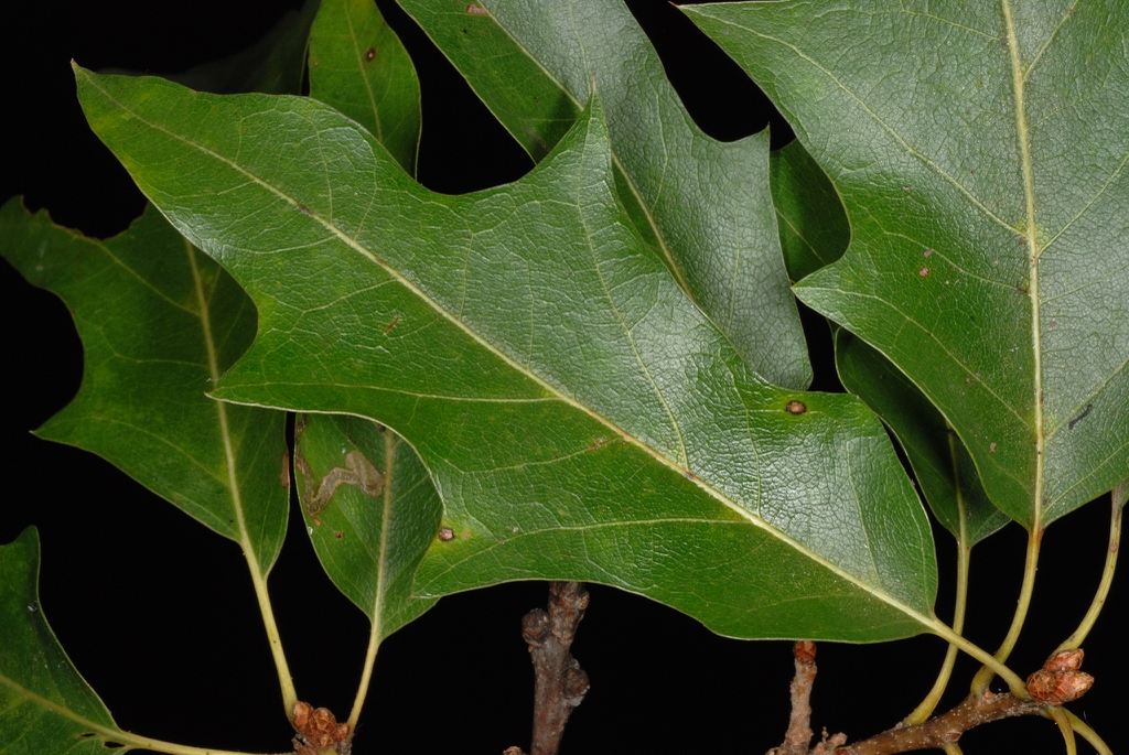 Leaves with shallow l (Kingsessing, Philadelphia, PA)-Early Fall