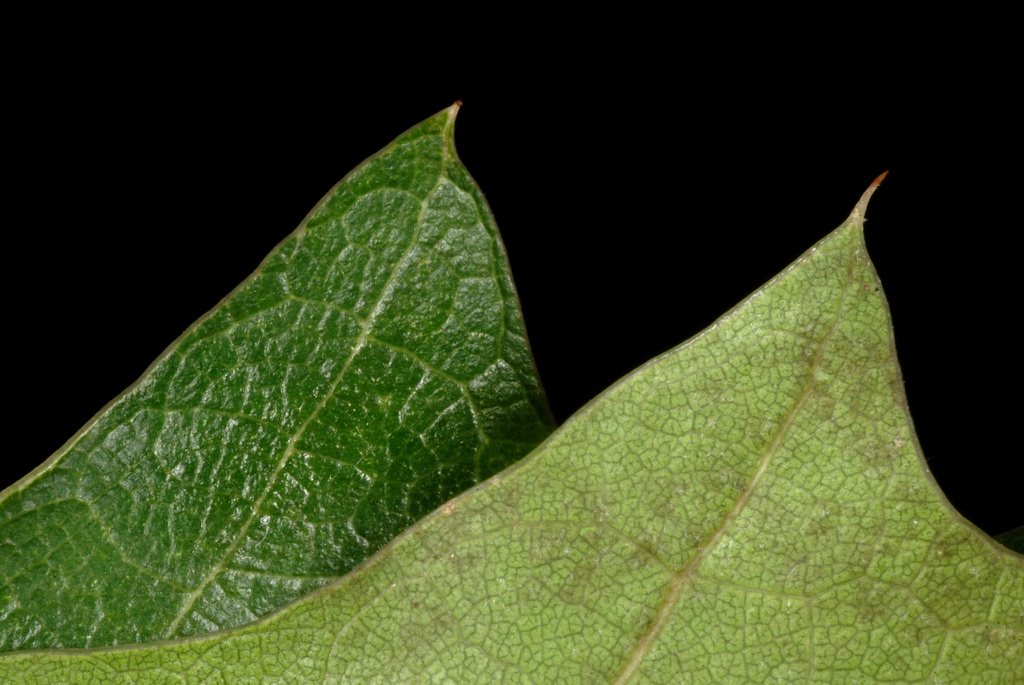 upper and underside of leaves (Kingsessing, Philadelphia, PA)-Ea