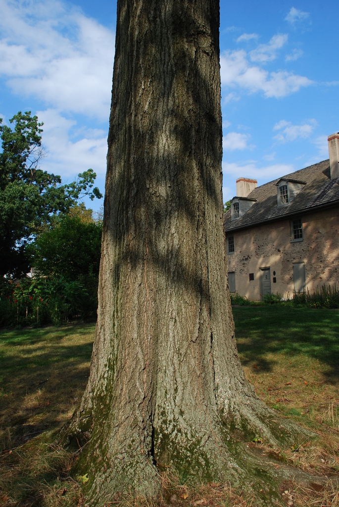 Trunk of the tree (Kingsessing, Philadelphia, PA)-Early Fall