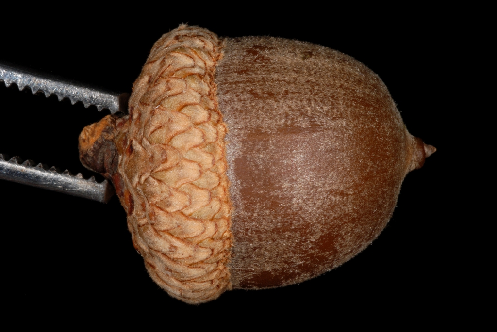 Side of acorn (Kingsessing, Philadelphia, PA)-Early Fall