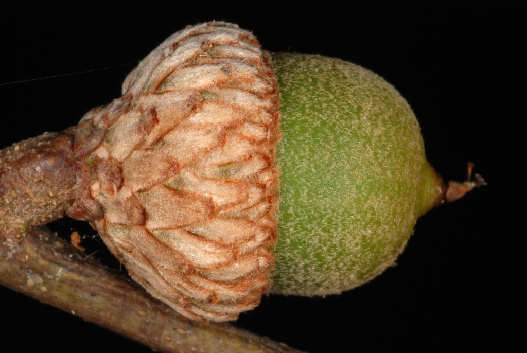 Green acorn side view (Durham, NC)-Early Fall