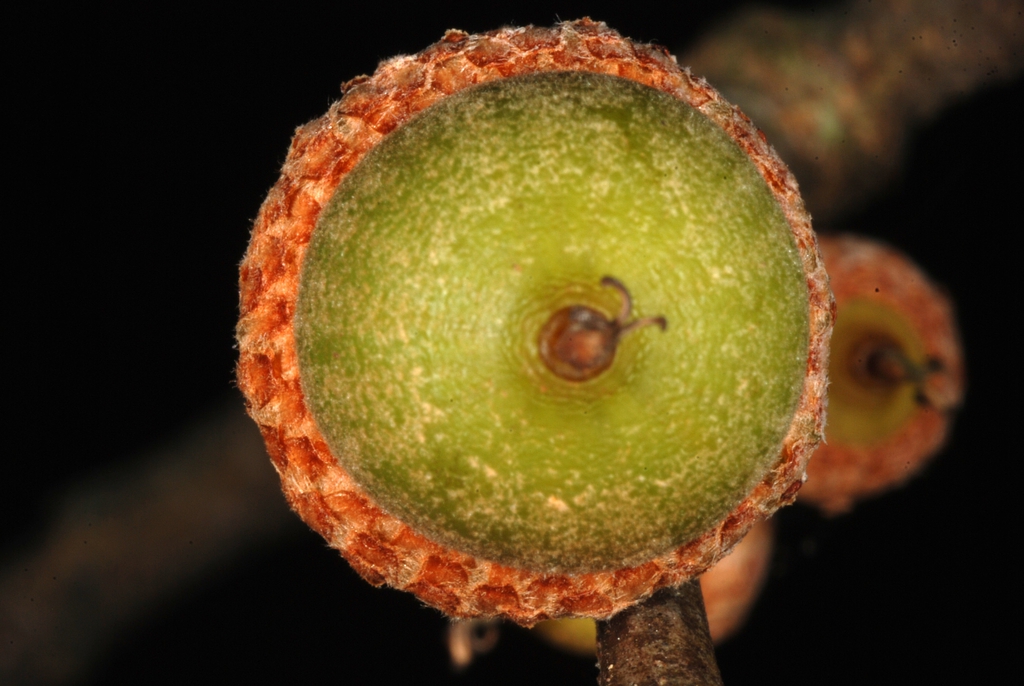 Bottom view of acorn (Durham, NC)-Early Fall