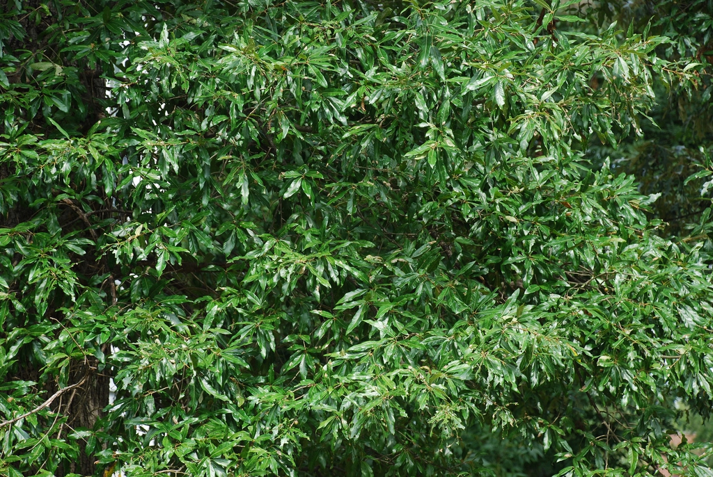 Branches with leaves (Durham, NC)-Early Fall