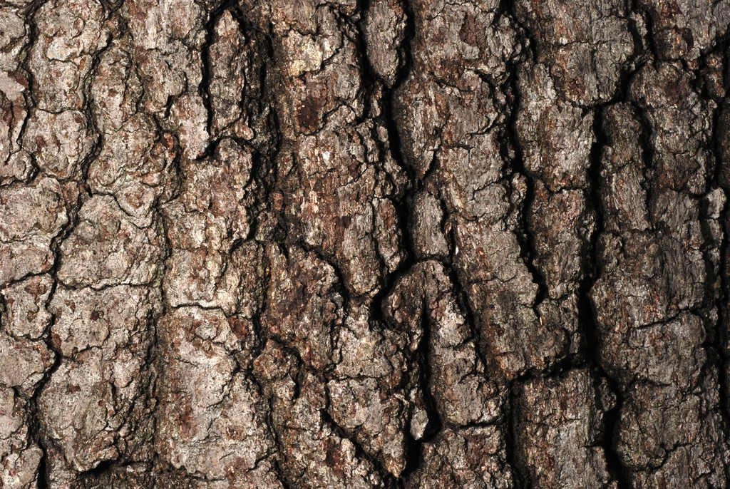 Fissured bark (Durham, NC)-Early Fall