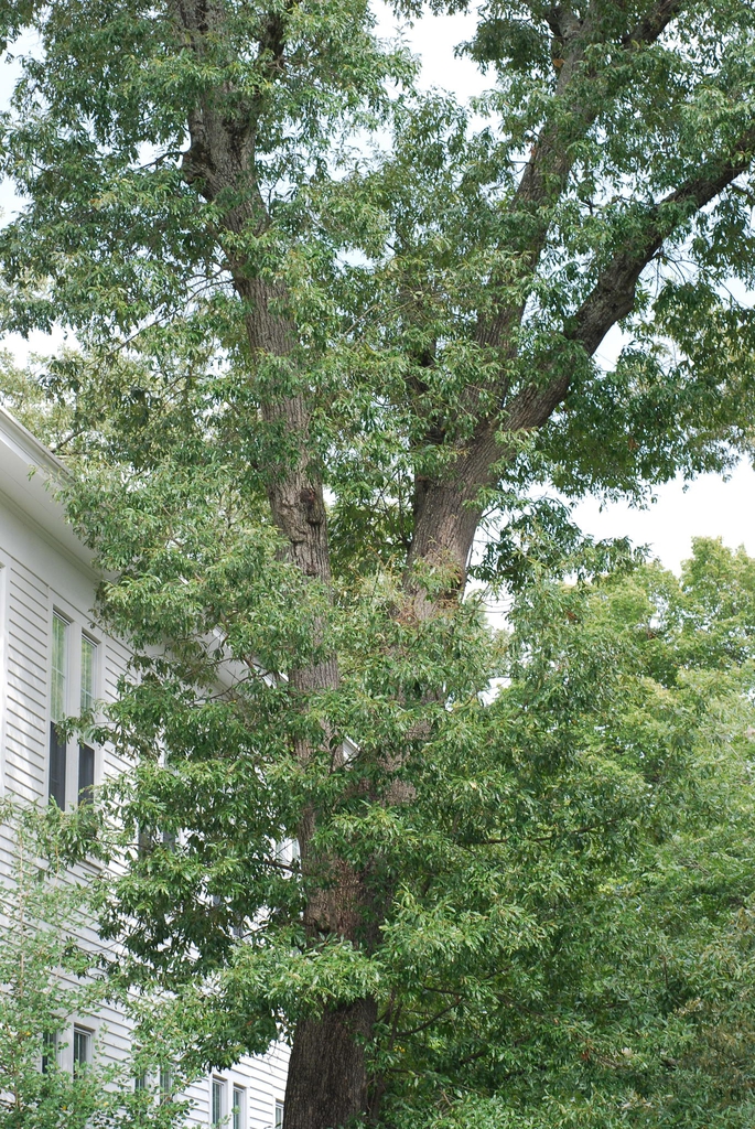 Mature tree form with leaves (Durham, NC)-Early Fall