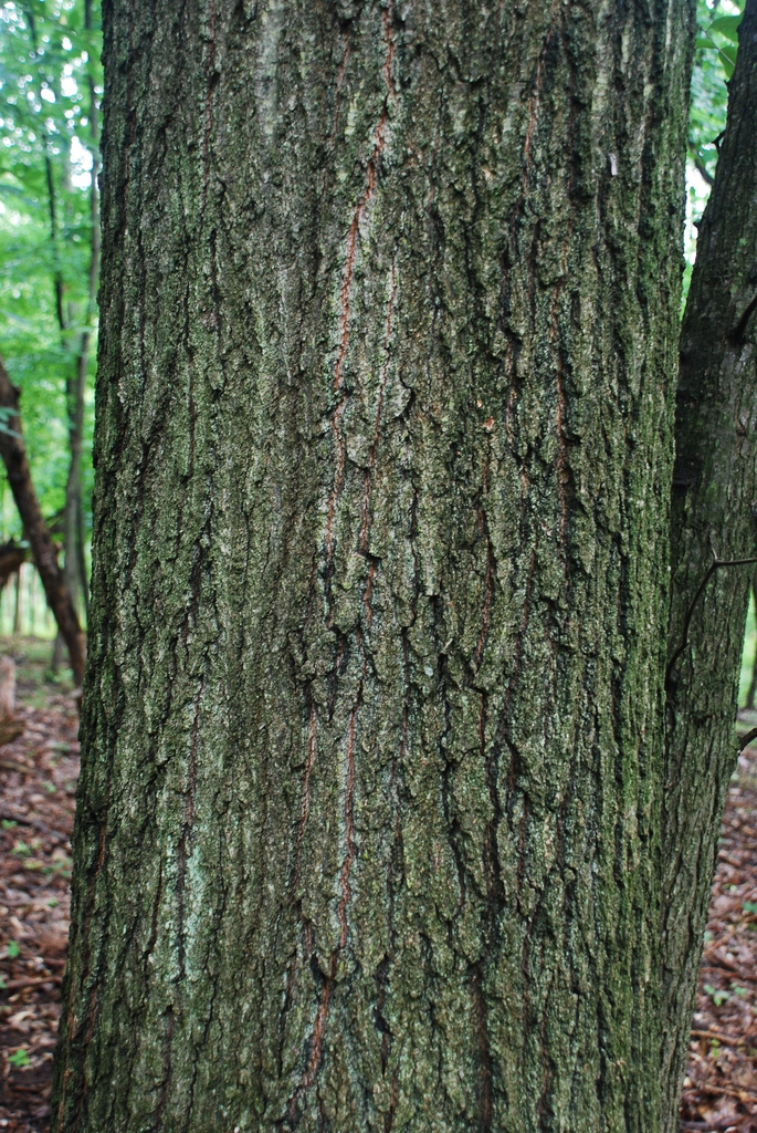Brown barkwith fissures and ridges  (Brighton, NY)-Late Summer