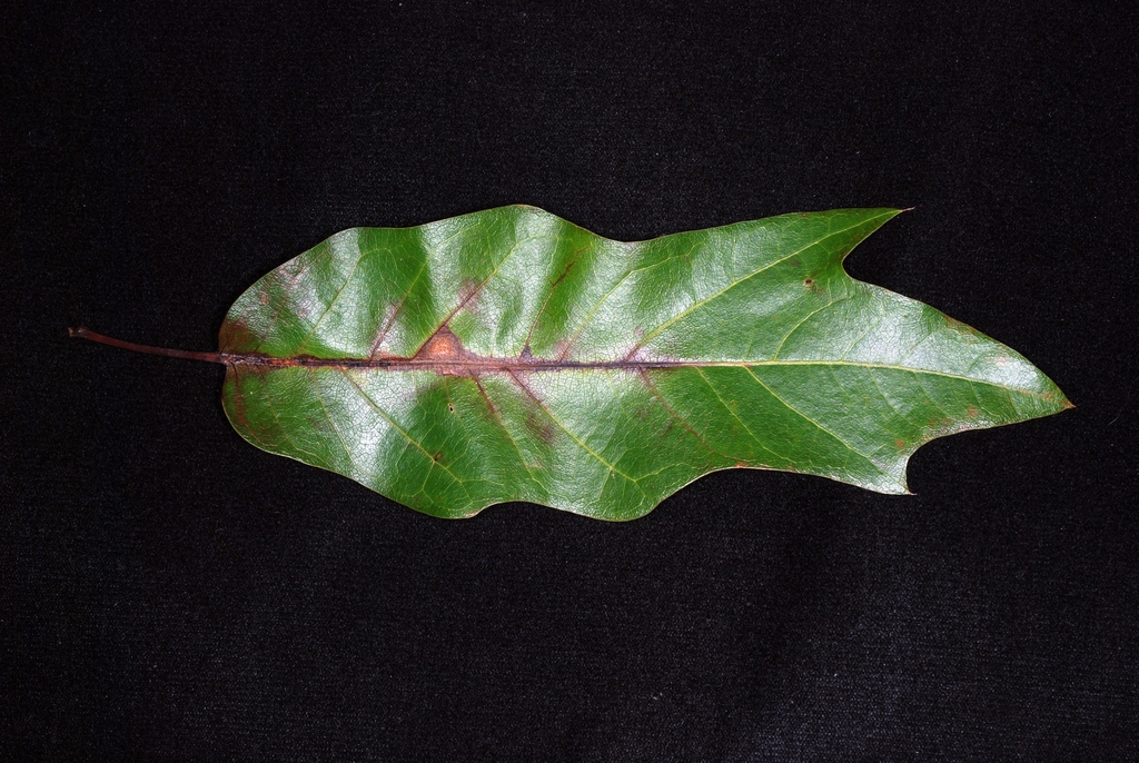Underside of leaf with hairs (Brighton, NY)-Late Summer