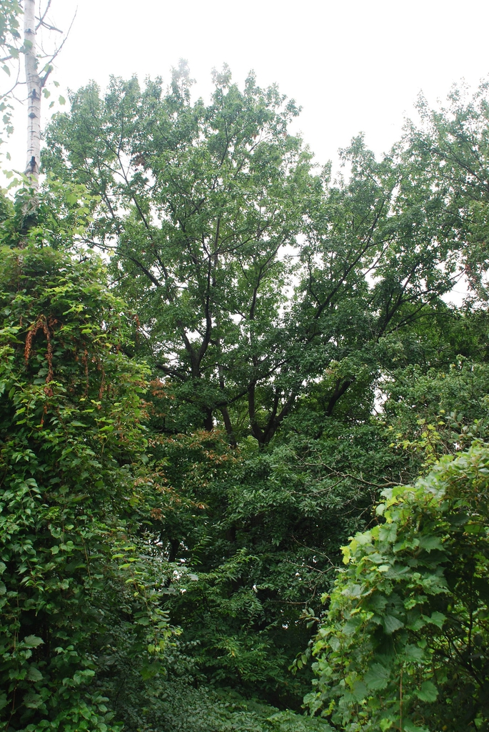 Tree form (Brighton, NY)-Late Summer