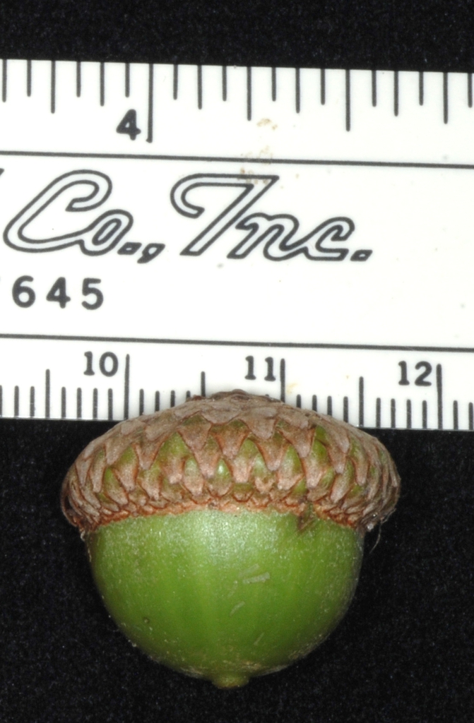 Immature acorn with cup side view (Brighton, NY)-Late Summer