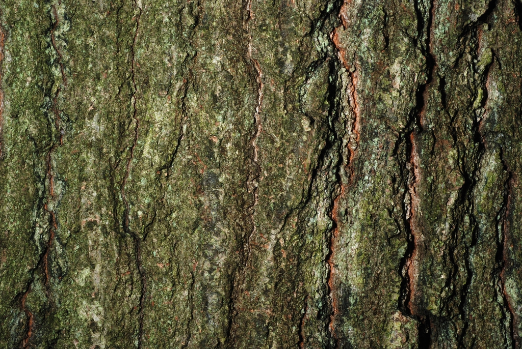 Close-up of bark (Brighton, NY)-Late Summer