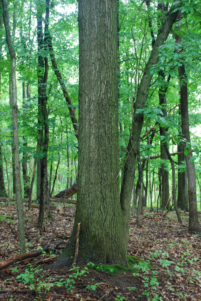 Tree trunk (Brighton, NY)-Late Summer