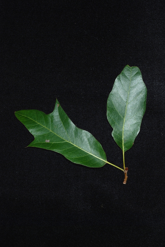 Variable shape of leaves (Brighton, NY)-Late Summer