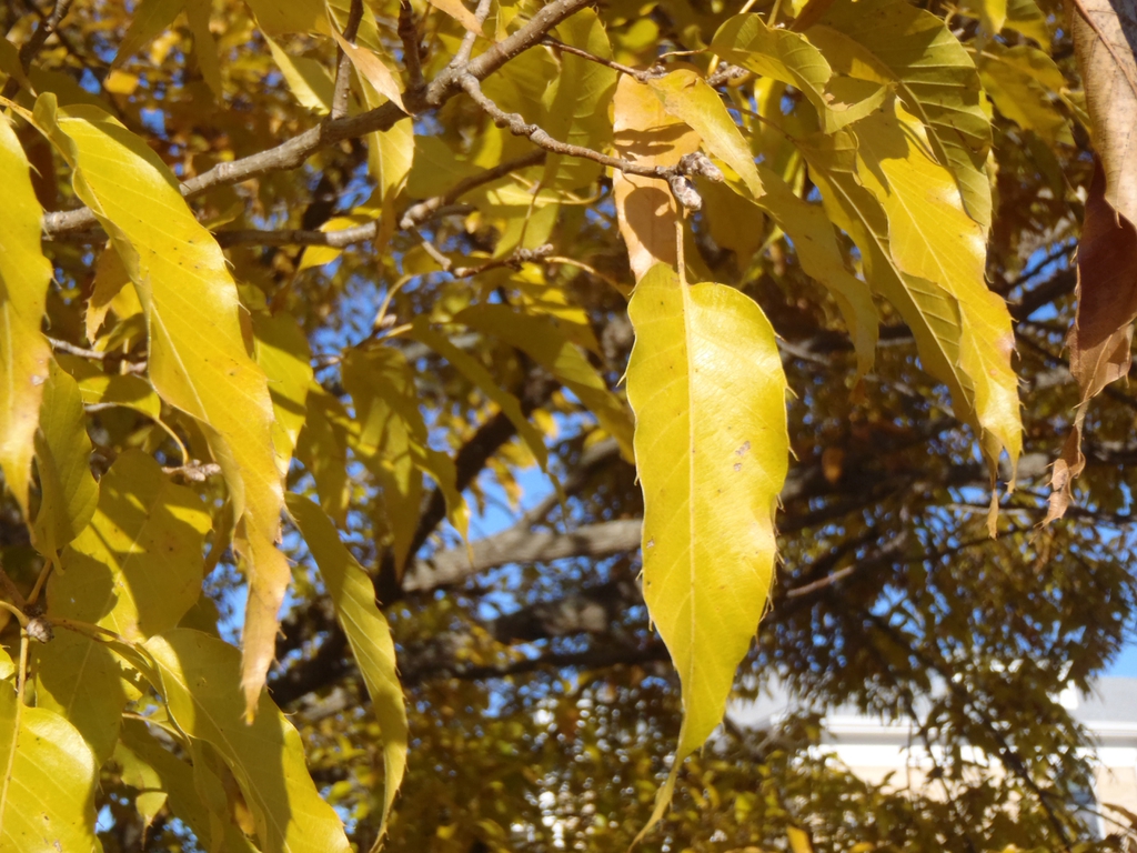Quercus acutissima
