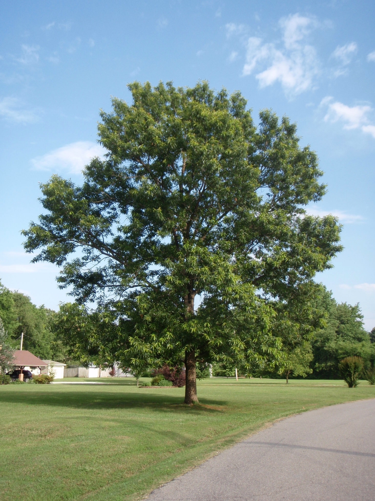 Quercus acutissima