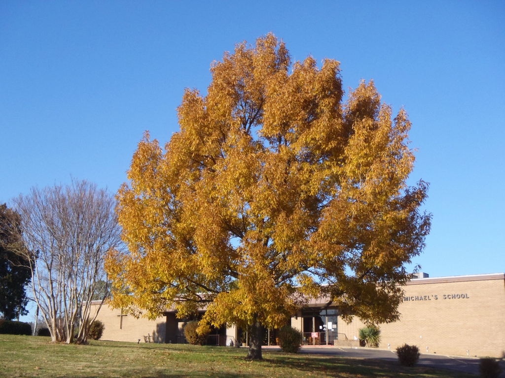 Quercus acutissima