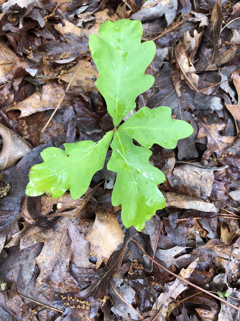 Quercus alba