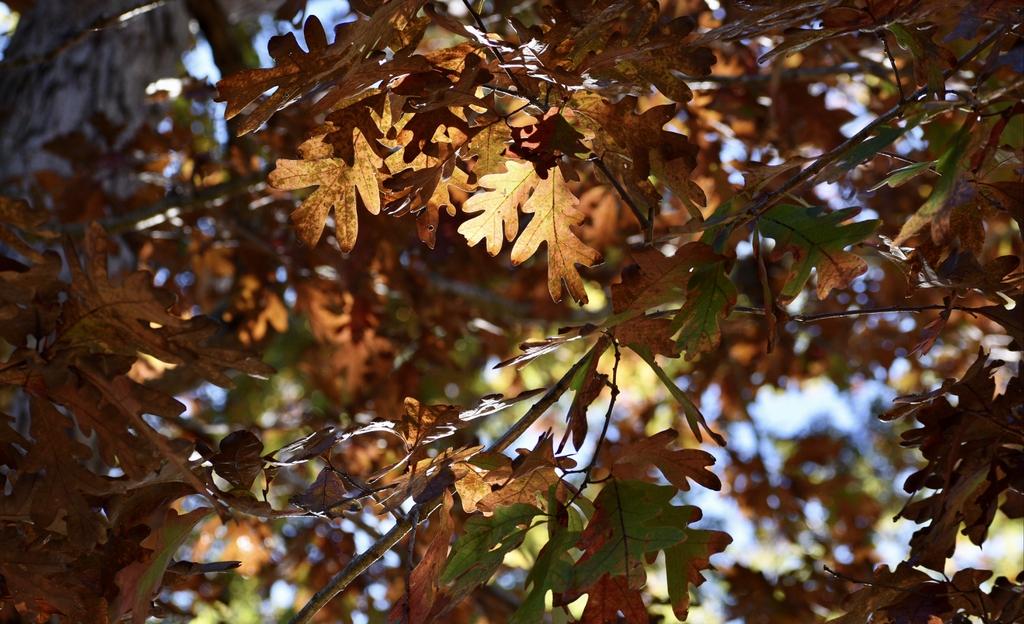 Quercus alba