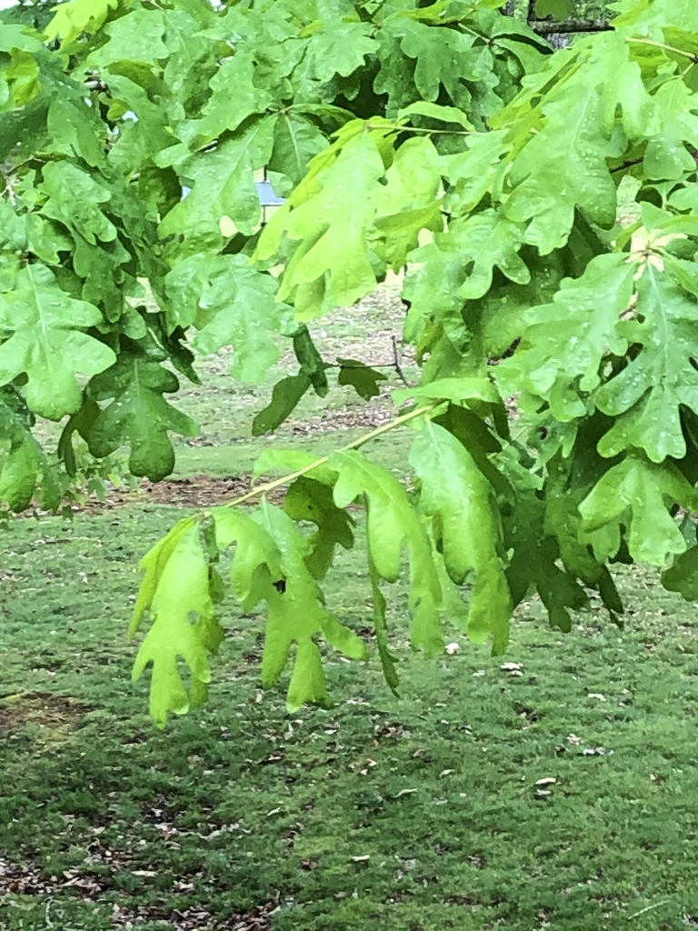Quercus alba