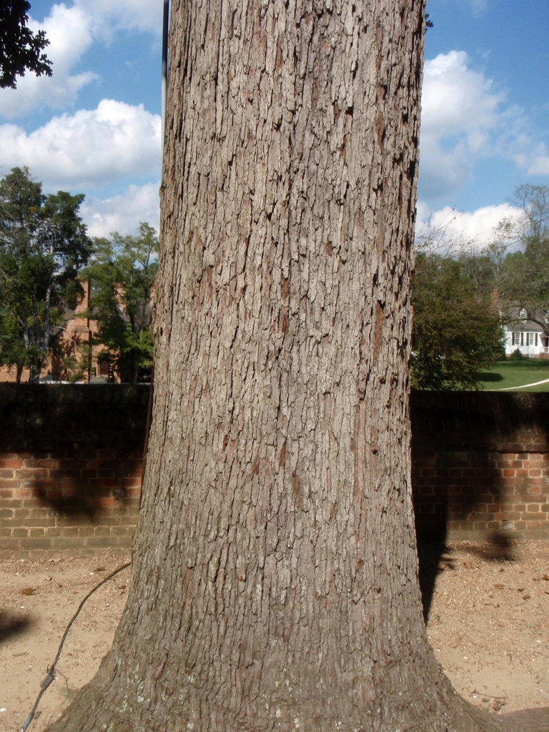 Bark (Williamsburg, VA)