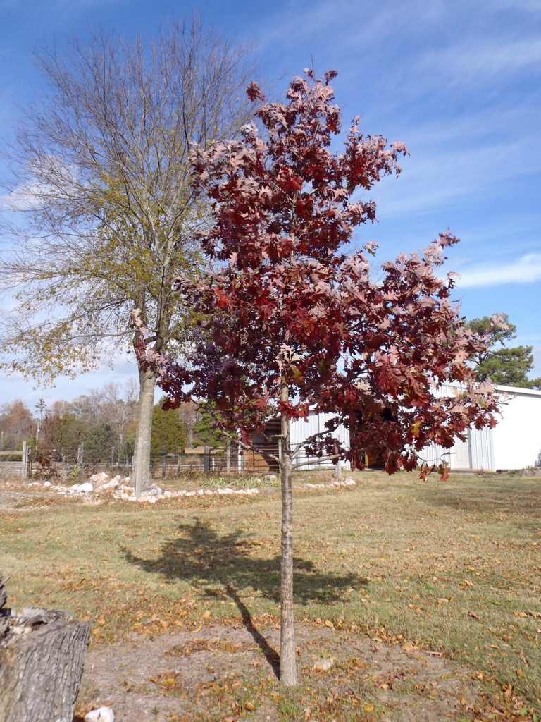 Quercus alba