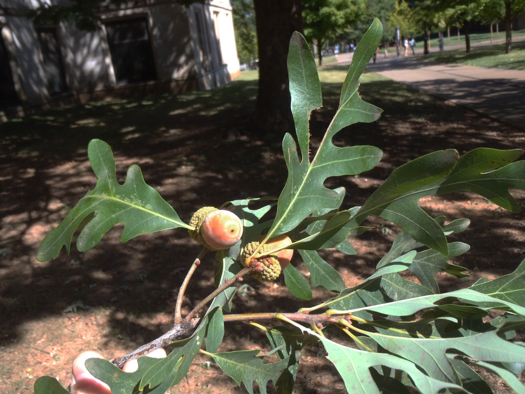 Quercus alba