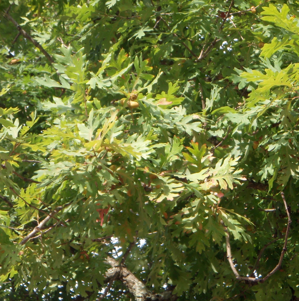 Leaf and Fruit