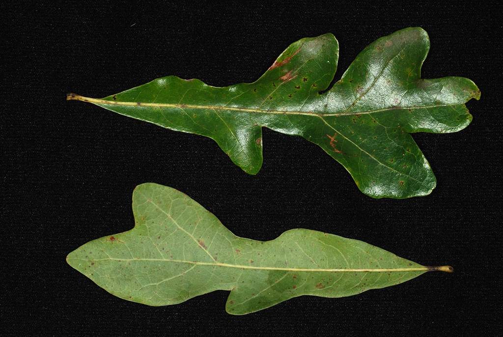 Front and back of leaf (Greene County, AL)-Mid Fall