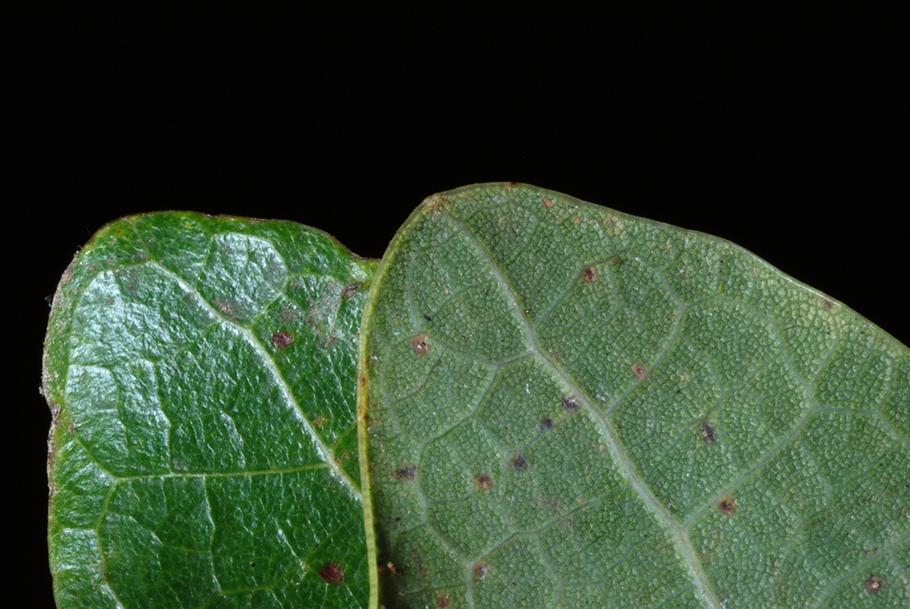 Close-up of leaf (Greene County, AL)-Mid Fall