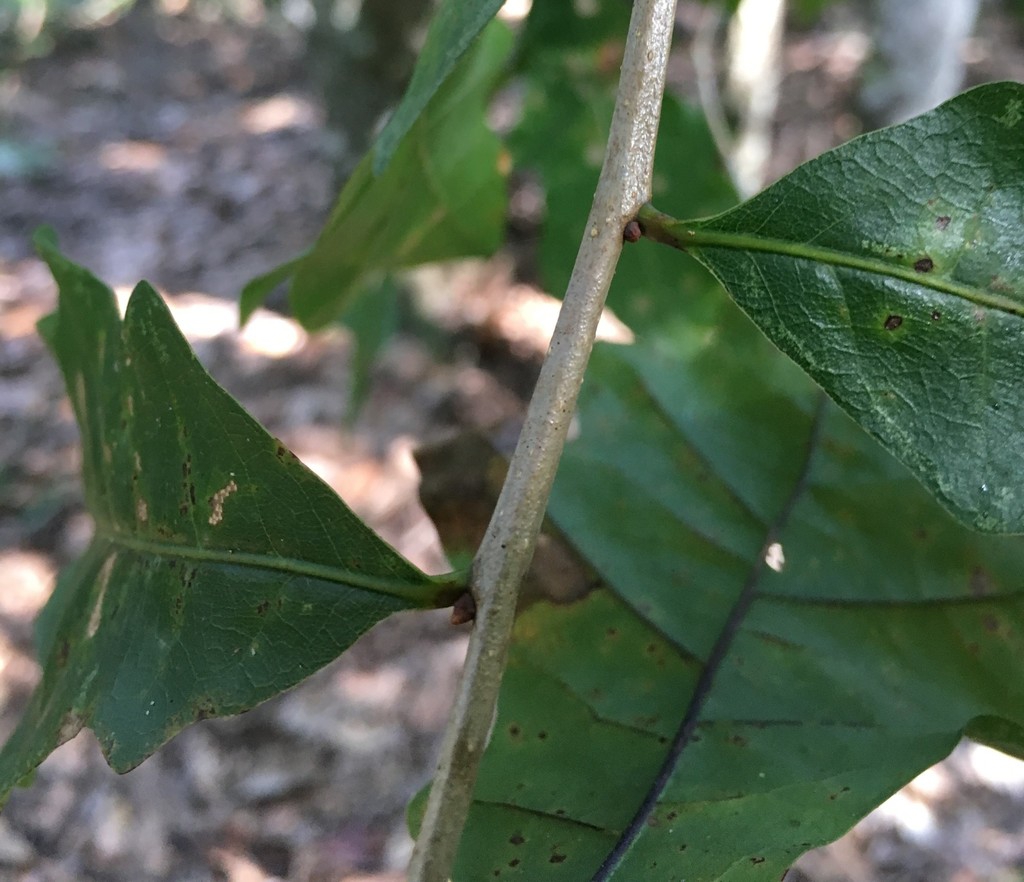 Stem