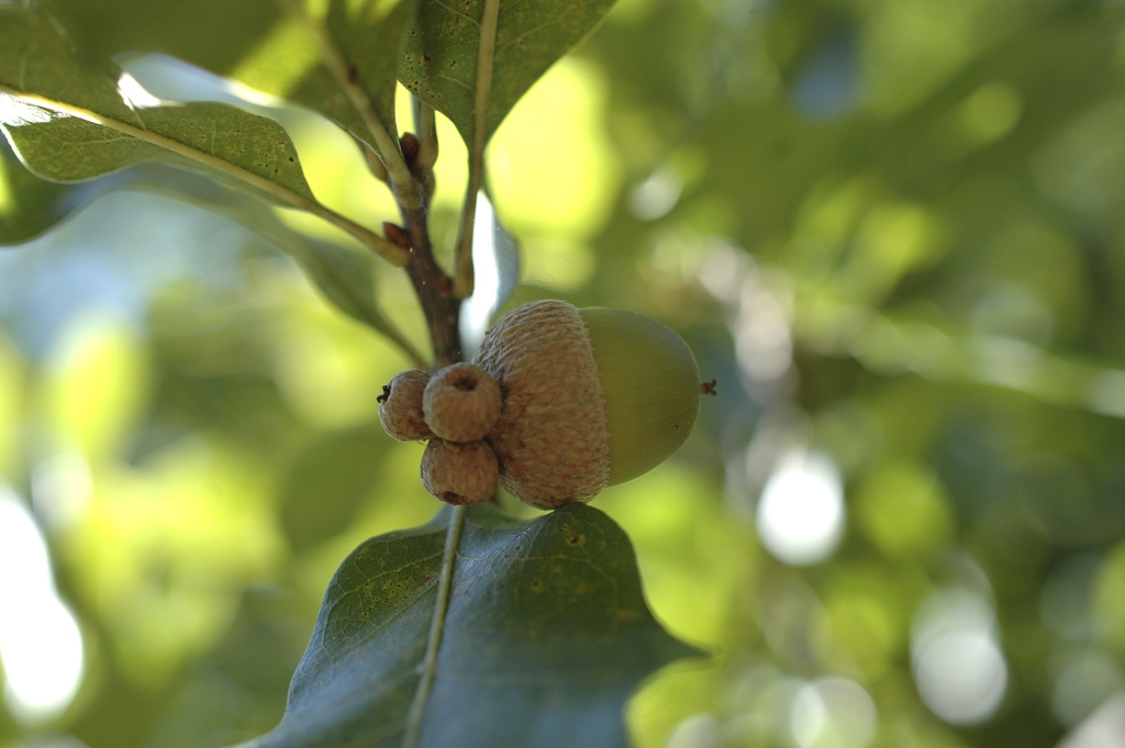 Acorn