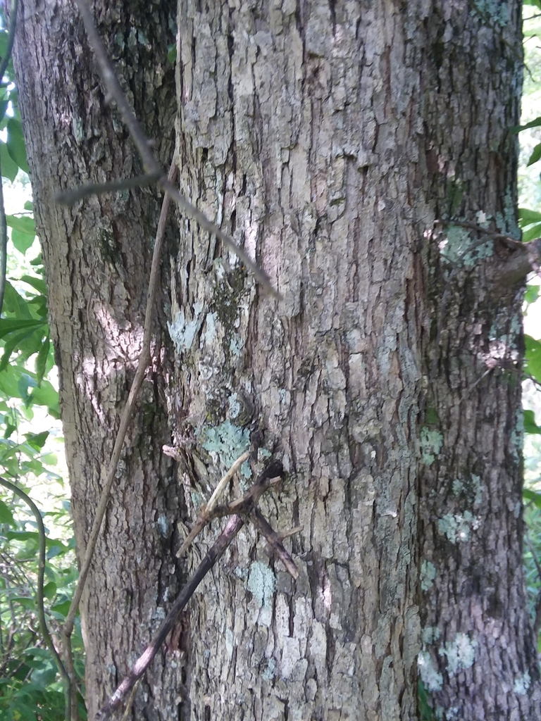 Bark