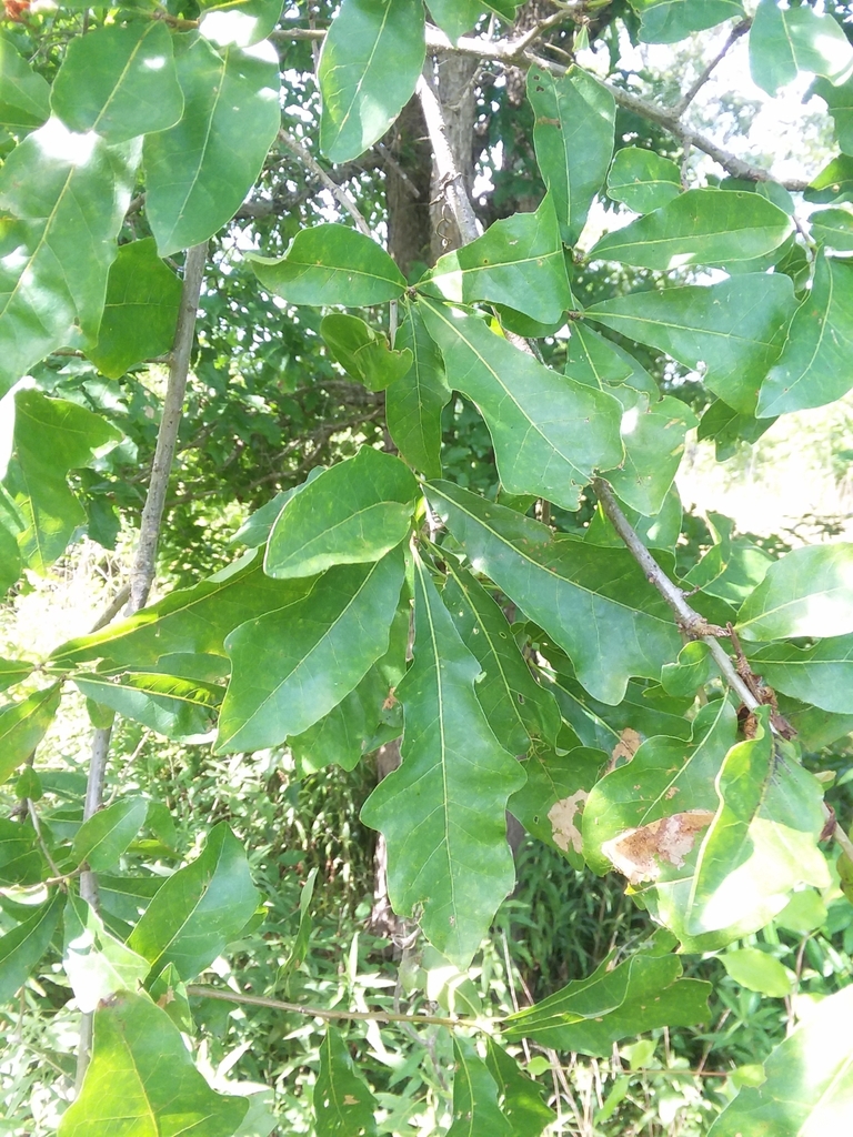 Leaves