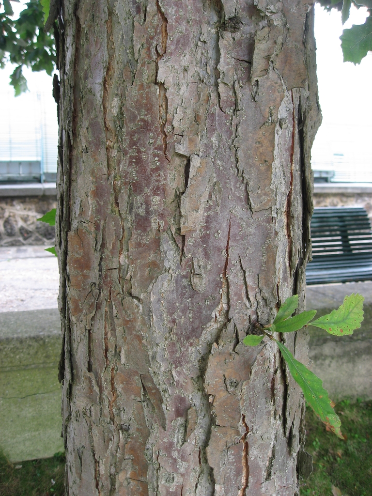 Bark