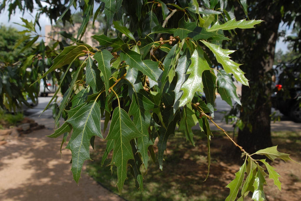 Green leaves