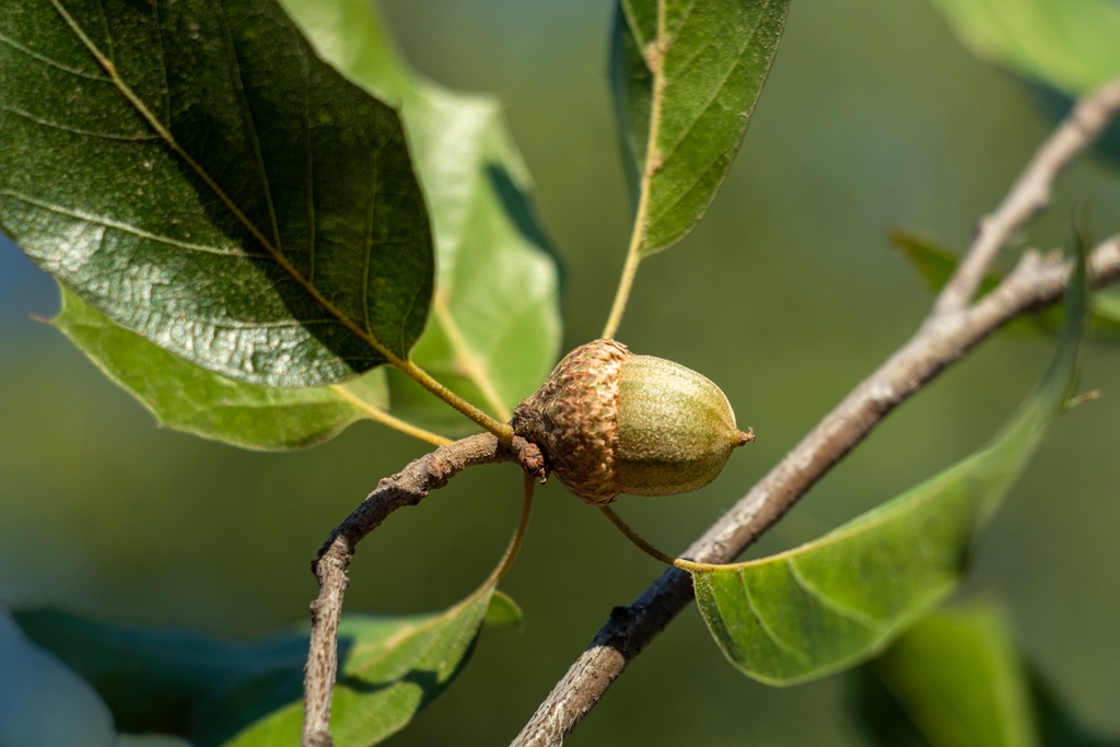 Stem and acorn