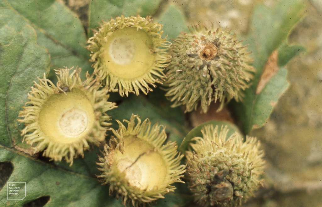 Bristly acorn cups