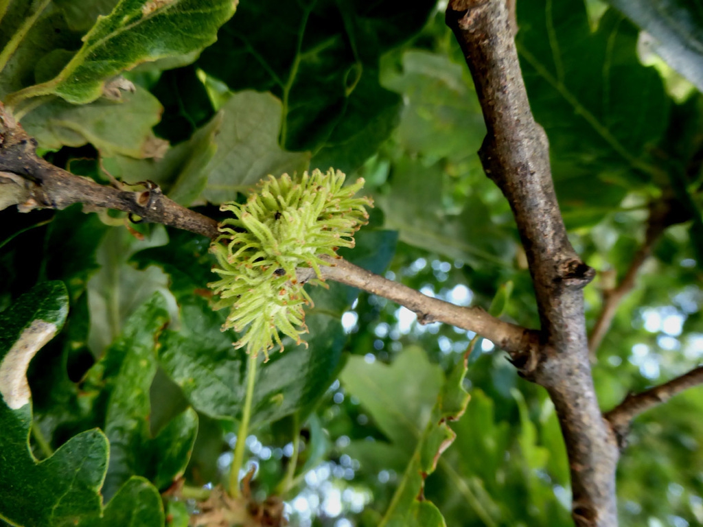 Brown stem