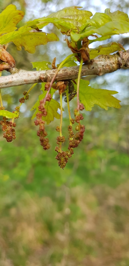 Male flowers as hanging catkins