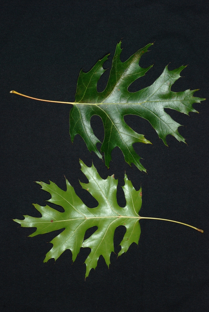 Front and back of lobed leaves (Greensboro, NC)-Early Fall