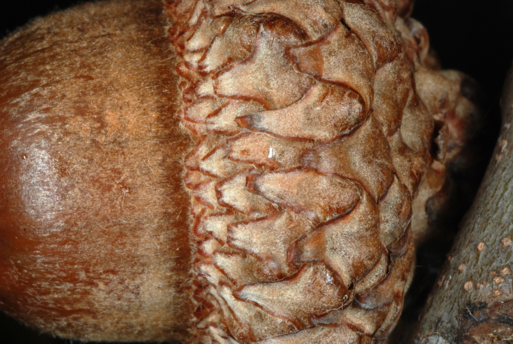 Close-up of acorn (Greensboro, NC)-Early Fall