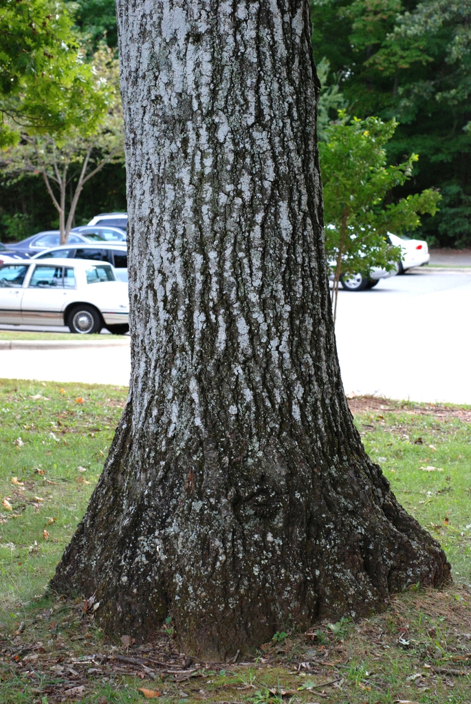 Trunk of tree (Greensboro, NC)-Early Fall