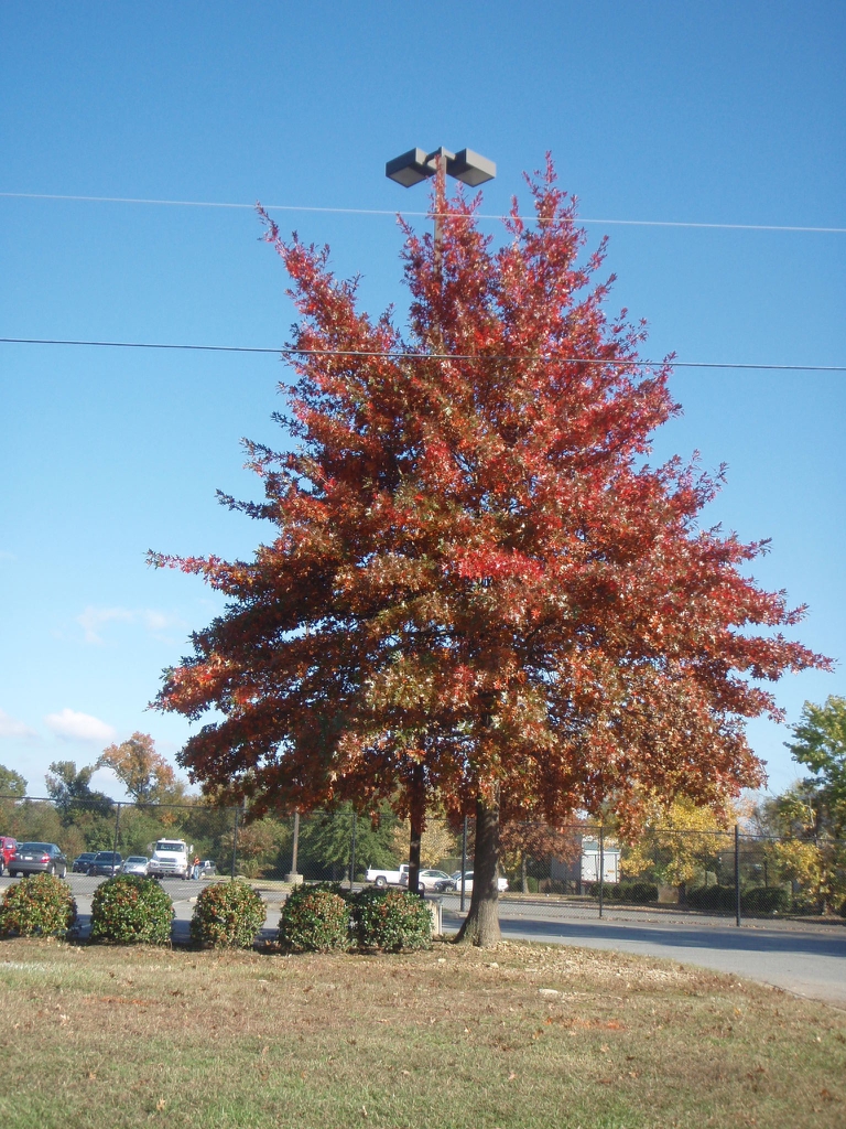 Fall Form