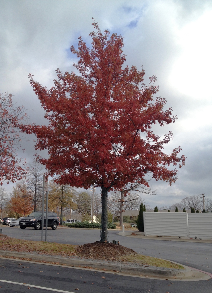 Quercus coccinea