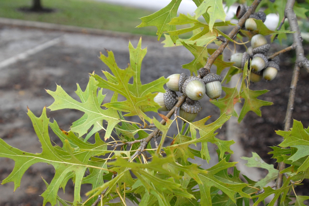 Fruit and Leaf