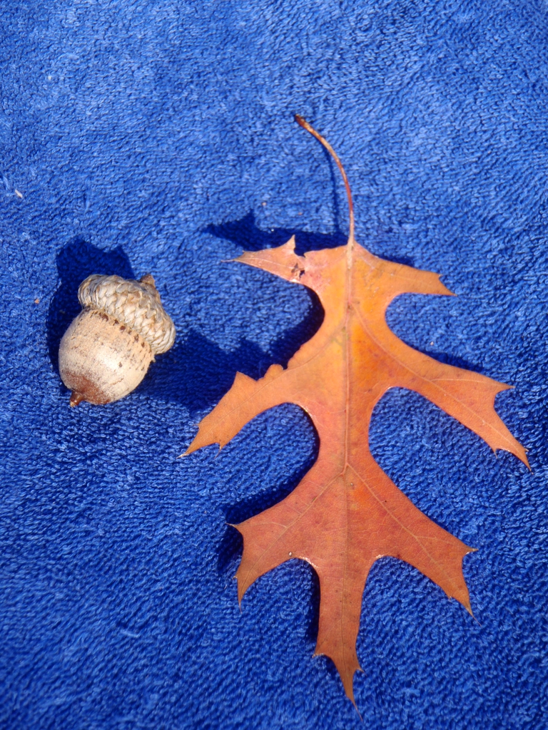 Quercus coccinea