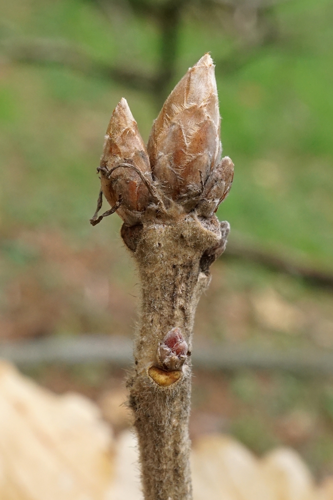 Terminal buds