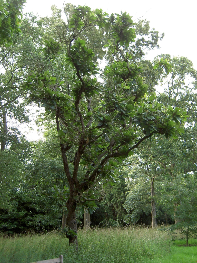 Form